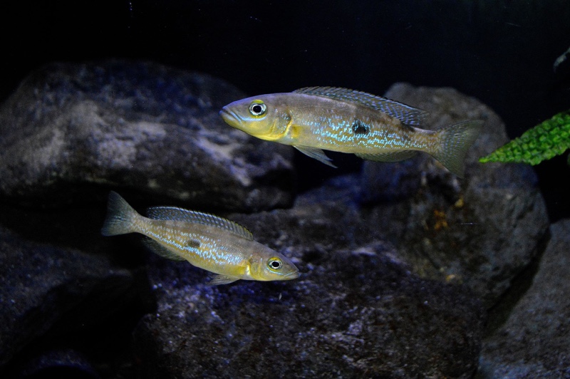 Lepidiolamprologus attenuatus
